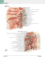 Frank H. Netter, MD - Atlas of Human Anatomy (6th ed ) 2014, page 85